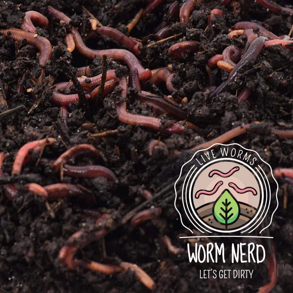 Arcadia Garden Products Worm Nerd Live Red Wiggler Composting Worms (500 Worms) 4 Arcadia Garden Products Worm Nerd Live Red Wiggler Composting Worms (500 Worms) - Image 2