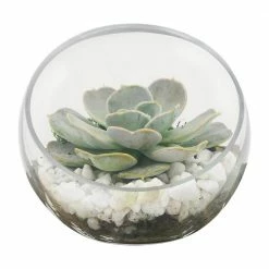 Arcadia Garden Products Slope 5 in. Dia Glass Terrarium -Achla Designs Shop arcadia garden products glass terrariums te14 31 1000