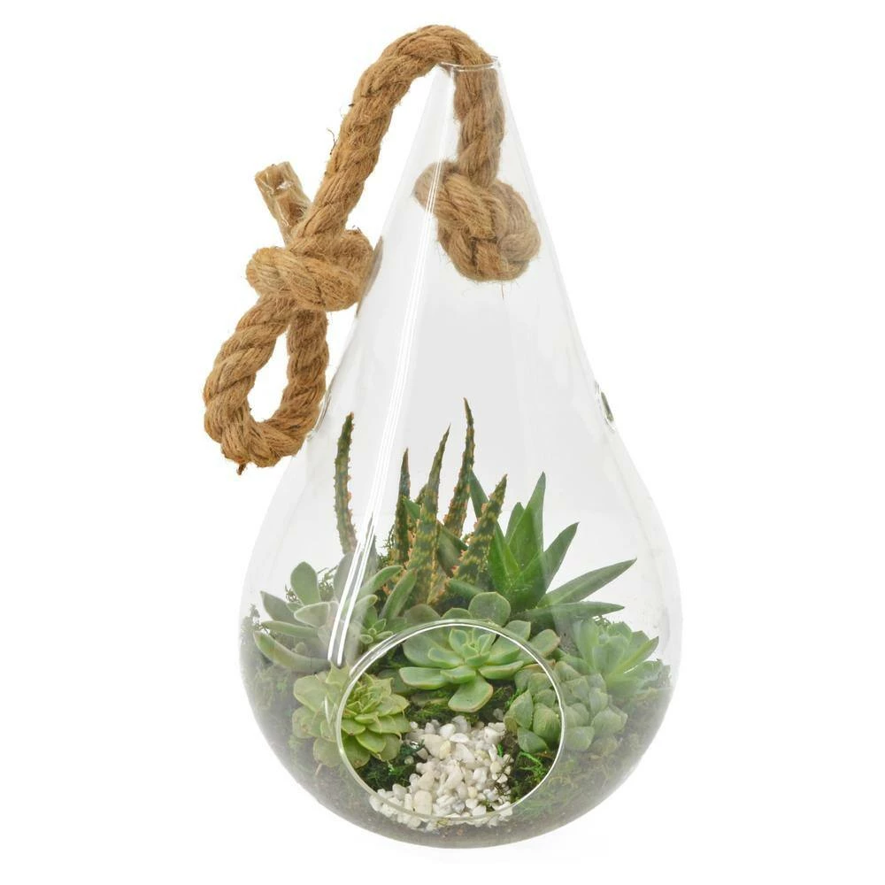 Arcadia Garden Products Pear 7 in. x 12 in. Glass Hanging Terrarium 5 Arcadia Garden Products Pear 7 in. x 12 in. Glass Hanging Terrarium - Image 3