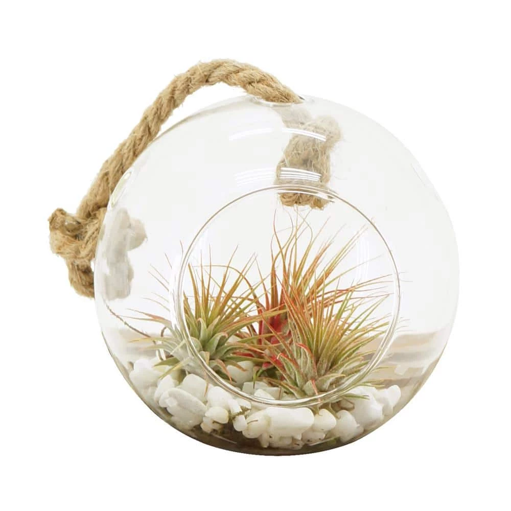 Arcadia Garden Products Sphere 5 in. x 5 in. Glass Hanging Terrarium 5 Arcadia Garden Products Sphere 5 in. x 5 in. Glass Hanging Terrarium - Image 3