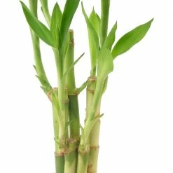Arcadia Garden Products 2-1/2 in. 5-Stem Lucky Bamboo Dark Aged Wood Clay Planter -Achla Designs Shop arcadia garden products indoor plants lv25 1f 1000