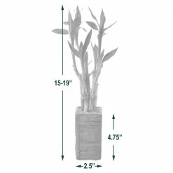 Arcadia Garden Products 2-1/2 in. 5-Stem Lucky Bamboo Dark Aged Wood Clay Planter -Achla Designs Shop arcadia garden products indoor plants lv25 44 1000