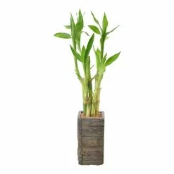 Arcadia Garden Products 2-1/2 in. 5-Stem Lucky Bamboo Dark Aged Wood Clay Planter -Achla Designs Shop arcadia garden products indoor plants lv25 4f 1000