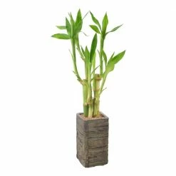 Arcadia Garden Products 2-1/2 in. 5-Stem Lucky Bamboo Dark Aged Wood Clay Planter