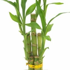 Arcadia Garden Products 2-1/2 in. 5-Stem Lucky Bamboo Contour II White Ceramic Planter -Achla Designs Shop arcadia garden products indoor plants lv27 1f 1000