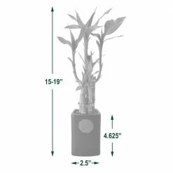 Arcadia Garden Products 2-1/2 in. 5-Stem Lucky Bamboo Contour II White Ceramic Planter -Achla Designs Shop arcadia garden products indoor plants lv27 44 1000