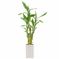 Arcadia Garden Products 2-1/2 in. 5-Stem Lucky Bamboo Contour II White Ceramic Planter -Achla Designs Shop arcadia garden products indoor plants lv27 4f 1000