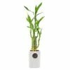 Arcadia Garden Products 2-1/2 in. 5-Stem Lucky Bamboo Contour II White Ceramic Planter -Achla Designs Shop arcadia garden products indoor plants lv27 64 1000