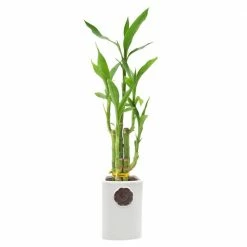 Arcadia Garden Products 2-1/2 in. 5-Stem Lucky Bamboo Contour II White Ceramic Planter