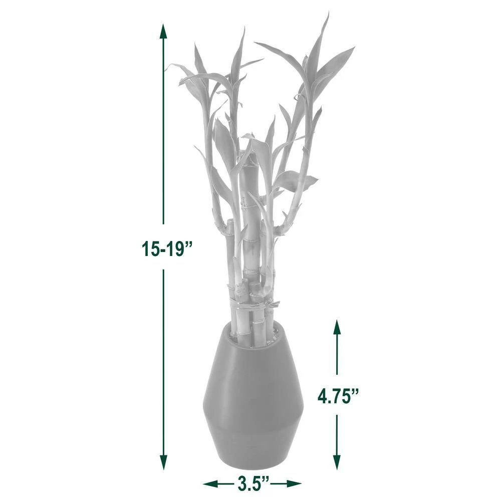 Arcadia Garden Products 3-1/2 in. 5-Stem Lucky Bamboo Dimensions II Black Ceramic Planter 6 Arcadia Garden Products 3-1/2 in. 5-Stem Lucky Bamboo Dimensions II Black Ceramic Planter - Image 4