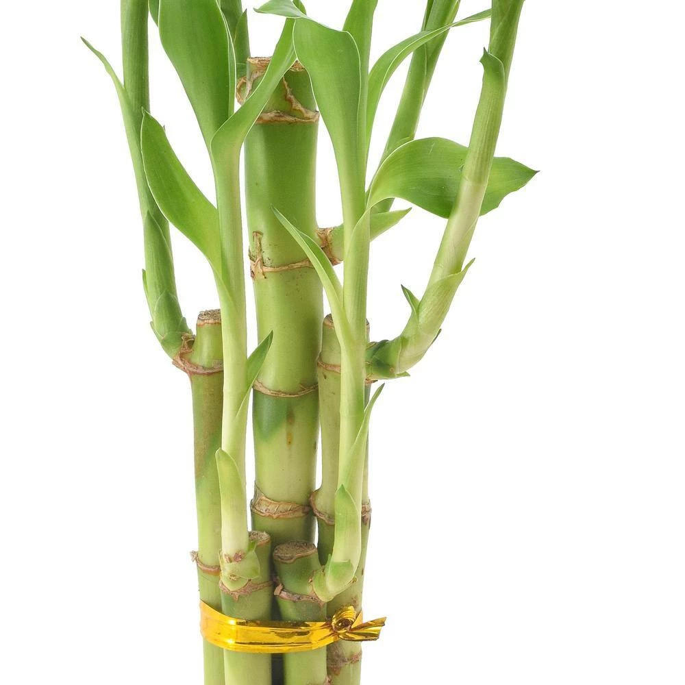 Arcadia Garden Products 3-1/2 in. 5-Stem Lucky Bamboo Dimensions II Black Ceramic Planter 5 Arcadia Garden Products 3-1/2 in. 5-Stem Lucky Bamboo Dimensions II Black Ceramic Planter - Image 3