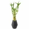 Arcadia Garden Products 3-1/2 in. 5-Stem Lucky Bamboo Dimensions II Black Ceramic Planter -Achla Designs Shop arcadia garden products indoor plants lv30 64 1000