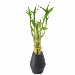 Arcadia Garden Products 3-1/2 in. 5-Stem Lucky Bamboo Dimensions II Black Ceramic Planter