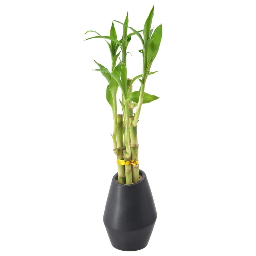 Arcadia Garden Products 3-1/2 in. 5-Stem Lucky Bamboo Dimensions II Black Ceramic Planter 4 Arcadia Garden Products 3-1/2 in. 5-Stem Lucky Bamboo Dimensions II Black Ceramic Planter - Image 2