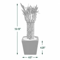 Arcadia Garden Products 4-1/2 in. Tornado Lucky Bamboo Carolina Black Square Ceramic Planter -Achla Designs Shop arcadia garden products indoor plants lv33 1f 1000
