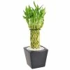 Arcadia Garden Products 4-1/2 in. Tornado Lucky Bamboo Carolina Black Square Ceramic Planter 2 Arcadia Garden Products 4-1/2 in. Tornado Lucky Bamboo Carolina Black Square Ceramic Planter -Achla Designs Shop arcadia garden products indoor plants lv33 64 1000