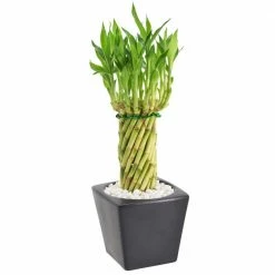 Arcadia Garden Products 4-1/2 in. Tornado Lucky Bamboo Carolina Black Square Ceramic Planter