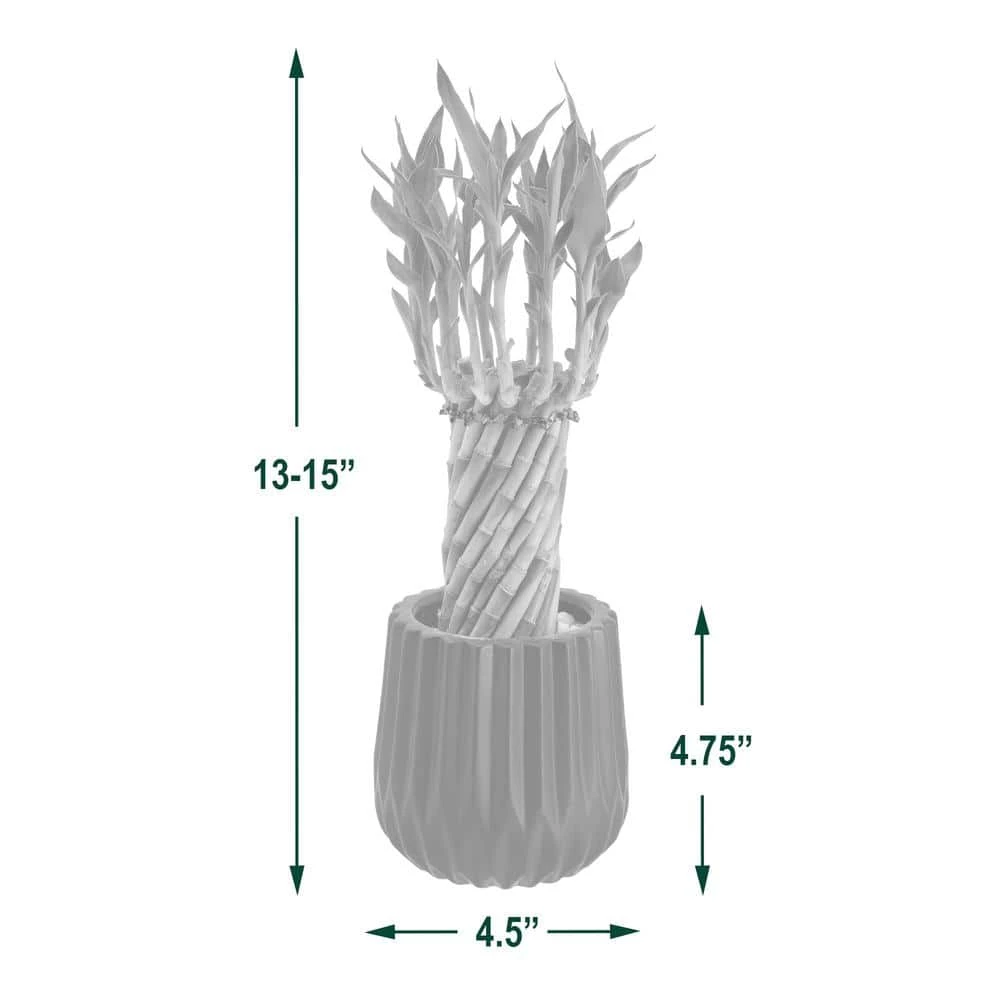 Arcadia Garden Products 4-1/2 in. Tornado Lucky Bamboo Classica 2.0 Tan Ceramic Planter 6 Arcadia Garden Products 4-1/2 in. Tornado Lucky Bamboo Classica 2.0 Tan Ceramic Planter - Image 4