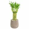 Arcadia Garden Products 4-1/2 in. Tornado Lucky Bamboo Classica 2.0 Tan Ceramic Planter -Achla Designs Shop arcadia garden products indoor plants lv38 64 1000
