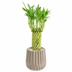 Arcadia Garden Products 4-1/2 in. Tornado Lucky Bamboo Classica 2.0 Tan Ceramic Planter