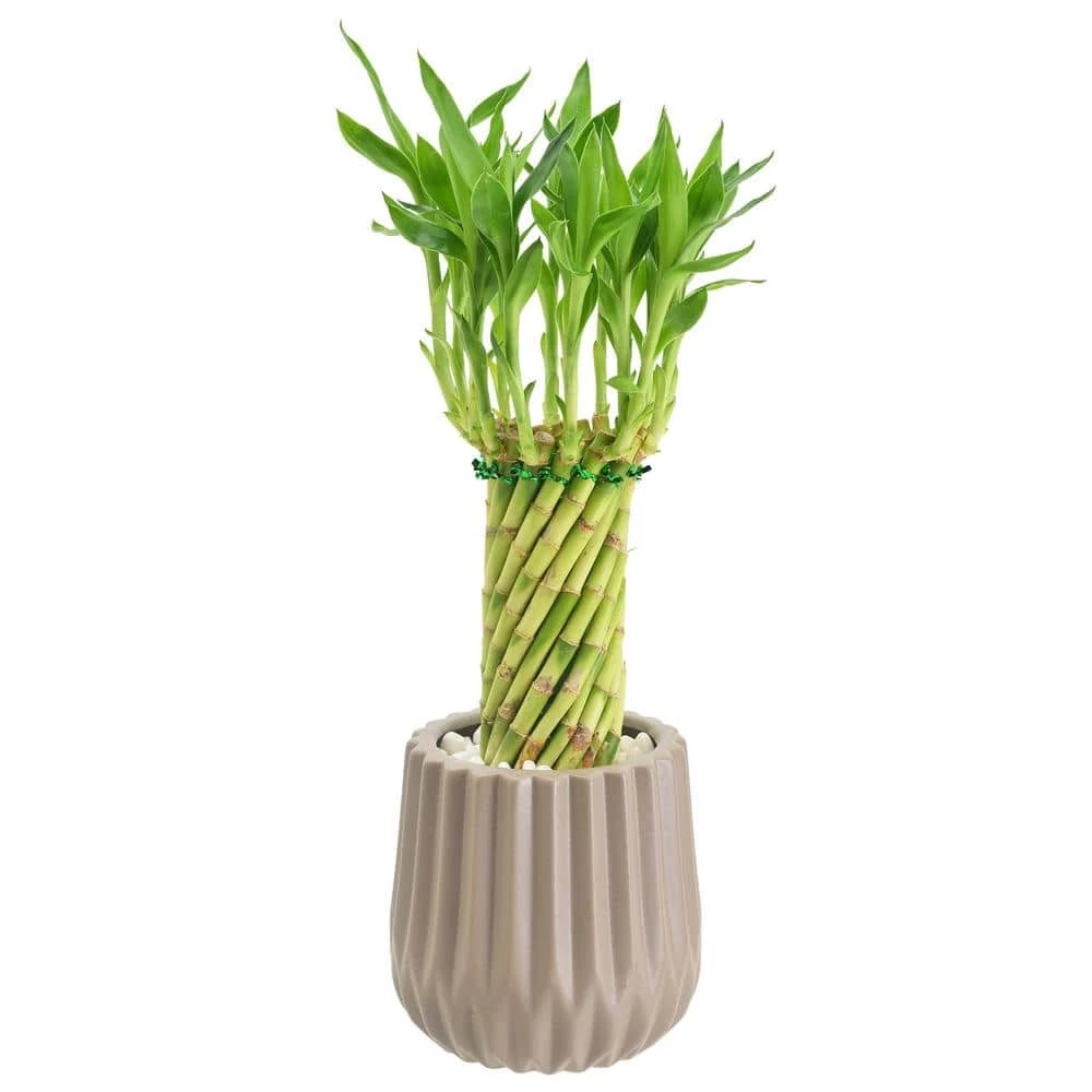 Arcadia Garden Products 4-1/2 in. Tornado Lucky Bamboo Classica 2.0 Tan Ceramic Planter 3 Arcadia Garden Products 4-1/2 in. Tornado Lucky Bamboo Classica 2.0 Tan Ceramic Planter
