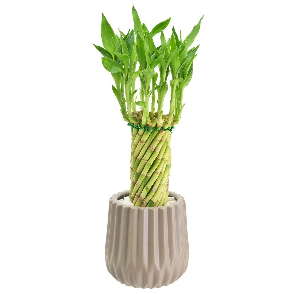 Arcadia Garden Products 4-1/2 in. Tornado Lucky Bamboo Classica 2.0 Tan Ceramic Planter 4 Arcadia Garden Products 4-1/2 in. Tornado Lucky Bamboo Classica 2.0 Tan Ceramic Planter - Image 2