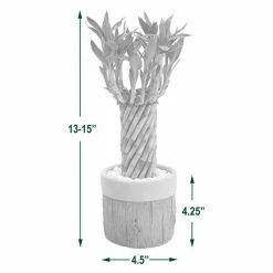 Arcadia Garden Products 4-1/2 in. Tornado Lucky Bamboo Stump Beige Ceramic Planter 9 Arcadia Garden Products 4-1/2 in. Tornado Lucky Bamboo Stump Beige Ceramic Planter -Achla Designs Shop arcadia garden products indoor plants lv41 1f 1000