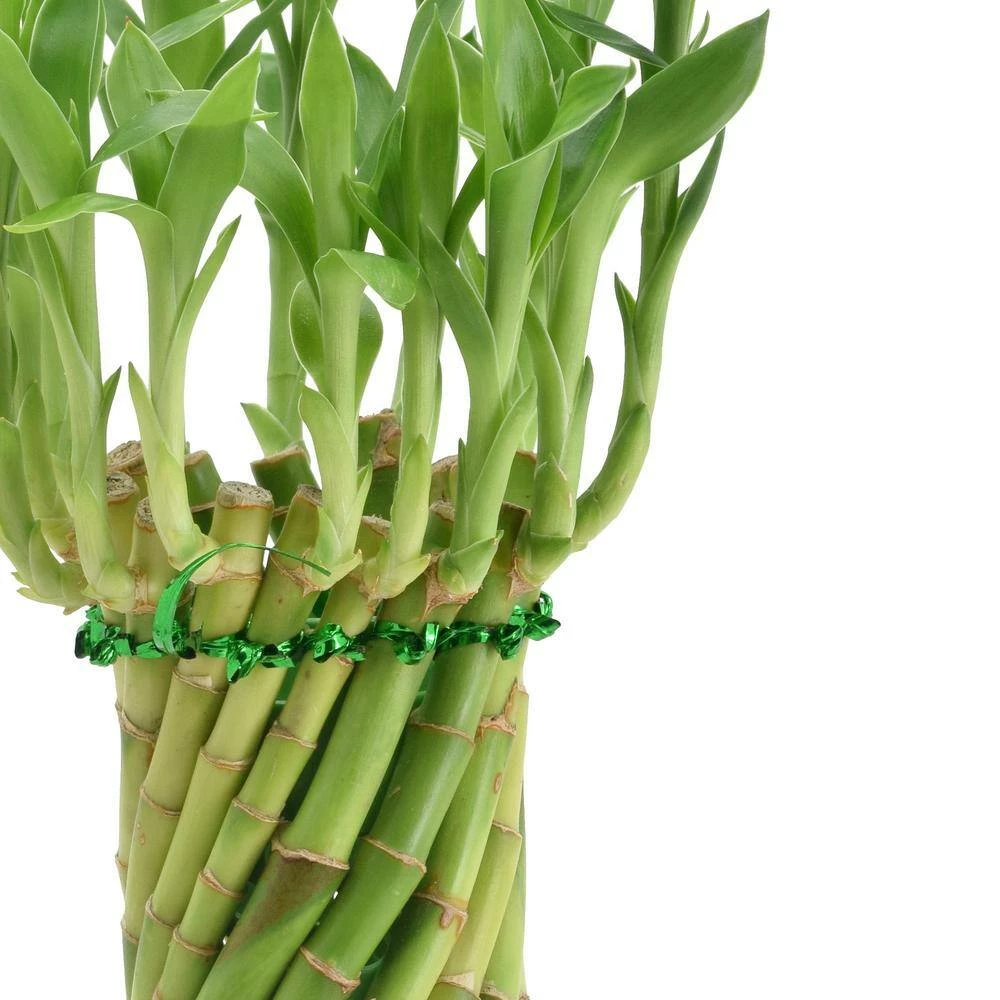 Arcadia Garden Products 4-1/2 in. Tornado Lucky Bamboo Stump Beige Ceramic Planter 5 Arcadia Garden Products 4-1/2 in. Tornado Lucky Bamboo Stump Beige Ceramic Planter - Image 3