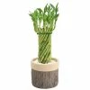 Arcadia Garden Products 4-1/2 in. Tornado Lucky Bamboo Stump Beige Ceramic Planter -Achla Designs Shop arcadia garden products indoor plants lv41 64 1000