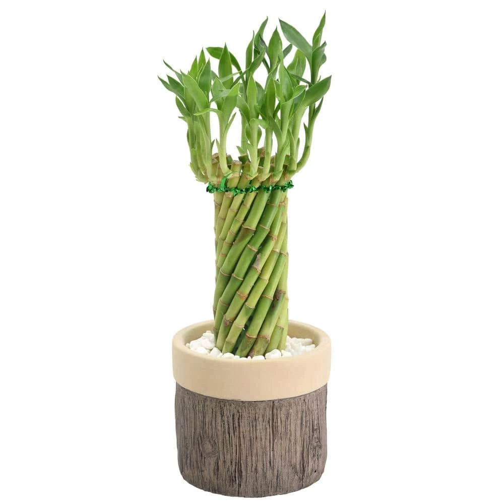 Arcadia Garden Products 4-1/2 in. Tornado Lucky Bamboo Stump Beige Ceramic Planter 3 Arcadia Garden Products 4-1/2 in. Tornado Lucky Bamboo Stump Beige Ceramic Planter
