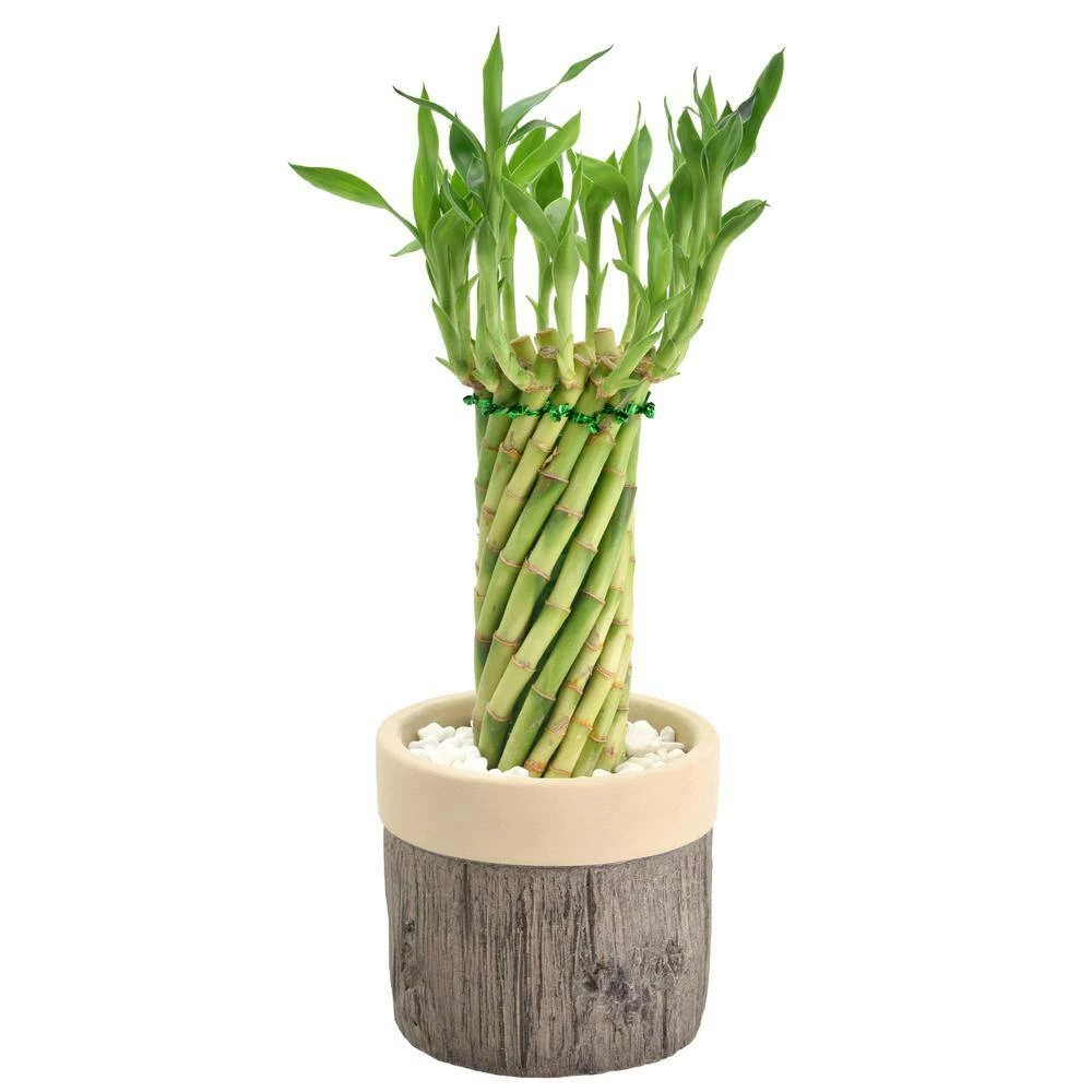 Arcadia Garden Products 4-1/2 in. Tornado Lucky Bamboo Stump Beige Ceramic Planter 4 Arcadia Garden Products 4-1/2 in. Tornado Lucky Bamboo Stump Beige Ceramic Planter - Image 2