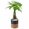 Arcadia Garden Products 4-1/2 in. Money Tree Black Round Cork Ceramic Planter -Achla Designs Shop arcadia garden products indoor plants lv42 64 1000