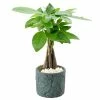 Arcadia Garden Products 4-1/2 in. Money Tree Tropico Leaf Blue Ceramic Planter -Achla Designs Shop arcadia garden products indoor plants lv49 64 1000