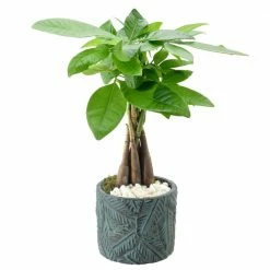 Arcadia Garden Products 4-1/2 in. Money Tree Tropico Leaf Blue Ceramic Planter