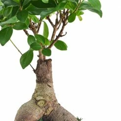 Arcadia Garden Products 5 in. Ginseng Ficus Bonsai White Round Speckled Splash Ceramic Planter 8 Arcadia Garden Products 5 in. Ginseng Ficus Bonsai White Round Speckled Splash Ceramic Planter -Achla Designs Shop arcadia garden products indoor plants lv54 4f 1000