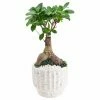 Arcadia Garden Products 5 in. Ginseng Ficus Bonsai White Round Speckled Splash Ceramic Planter -Achla Designs Shop arcadia garden products indoor plants lv54 64 1000