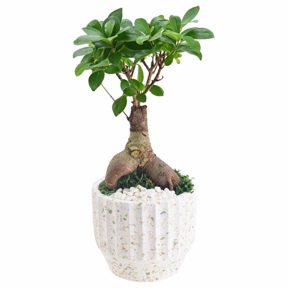 Arcadia Garden Products 5 in. Ginseng Ficus Bonsai White Round Speckled Splash Ceramic Planter 3 Arcadia Garden Products 5 in. Ginseng Ficus Bonsai White Round Speckled Splash Ceramic Planter