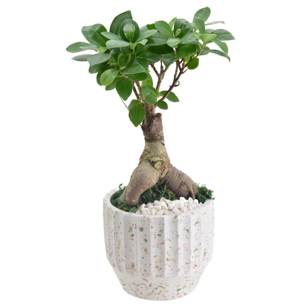 Arcadia Garden Products 5 in. Ginseng Ficus Bonsai White Round Speckled Splash Ceramic Planter 4 Arcadia Garden Products 5 in. Ginseng Ficus Bonsai White Round Speckled Splash Ceramic Planter - Image 2