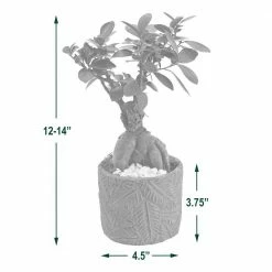 Arcadia Garden Products 4.5 in. Ginseng Ficus Bonsai Blue Round Tropico Leaf Ceramic Planter -Achla Designs Shop arcadia garden products indoor plants lv55 1f 1000
