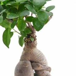 Arcadia Garden Products 4.5 in. Ginseng Ficus Bonsai Blue Round Tropico Leaf Ceramic Planter -Achla Designs Shop arcadia garden products indoor plants lv55 4f 1000
