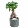 Arcadia Garden Products 4.5 in. Ginseng Ficus Bonsai Blue Round Tropico Leaf Ceramic Planter 1 Arcadia Garden Products 4.5 in. Ginseng Ficus Bonsai Blue Round Tropico Leaf Ceramic Planter -Achla Designs Shop arcadia garden products indoor plants lv55 64 1000