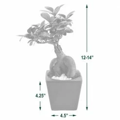 Arcadia Garden Products 4.5 in. Ginseng Ficus Bonsai White Square Carolina Ceramic Planter -Achla Designs Shop arcadia garden products indoor plants lv60 1f 1000