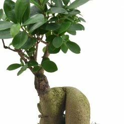 Arcadia Garden Products 4.5 in. Ginseng Ficus Bonsai White Square Carolina Ceramic Planter -Achla Designs Shop arcadia garden products indoor plants lv60 4f 1000