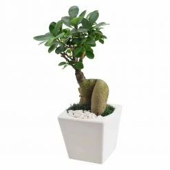 Arcadia Garden Products 4.5 in. Ginseng Ficus Bonsai White Square Carolina Ceramic Planter