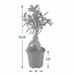 Arcadia Garden Products 4 in. Ginseng Ficus Bonsai Black Plastic Grower Pot 9 Arcadia Garden Products 4 in. Ginseng Ficus Bonsai Black Plastic Grower Pot -Achla Designs Shop arcadia garden products indoor plants lv61 1f 1000