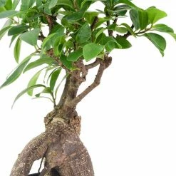 Arcadia Garden Products 4 in. Ginseng Ficus Bonsai Black Plastic Grower Pot 8 Arcadia Garden Products 4 in. Ginseng Ficus Bonsai Black Plastic Grower Pot -Achla Designs Shop arcadia garden products indoor plants lv61 4f 1000