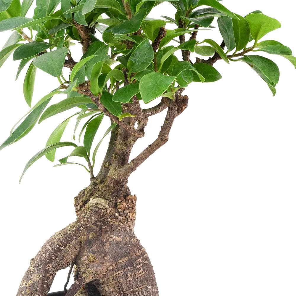 Arcadia Garden Products 4 in. Ginseng Ficus Bonsai Black Plastic Grower Pot 5 Arcadia Garden Products 4 in. Ginseng Ficus Bonsai Black Plastic Grower Pot - Image 3