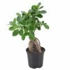 Arcadia Garden Products 4 in. Ginseng Ficus Bonsai Black Plastic Grower Pot 1 Arcadia Garden Products 4 in. Ginseng Ficus Bonsai Black Plastic Grower Pot -Achla Designs Shop arcadia garden products indoor plants lv61 64 1000
