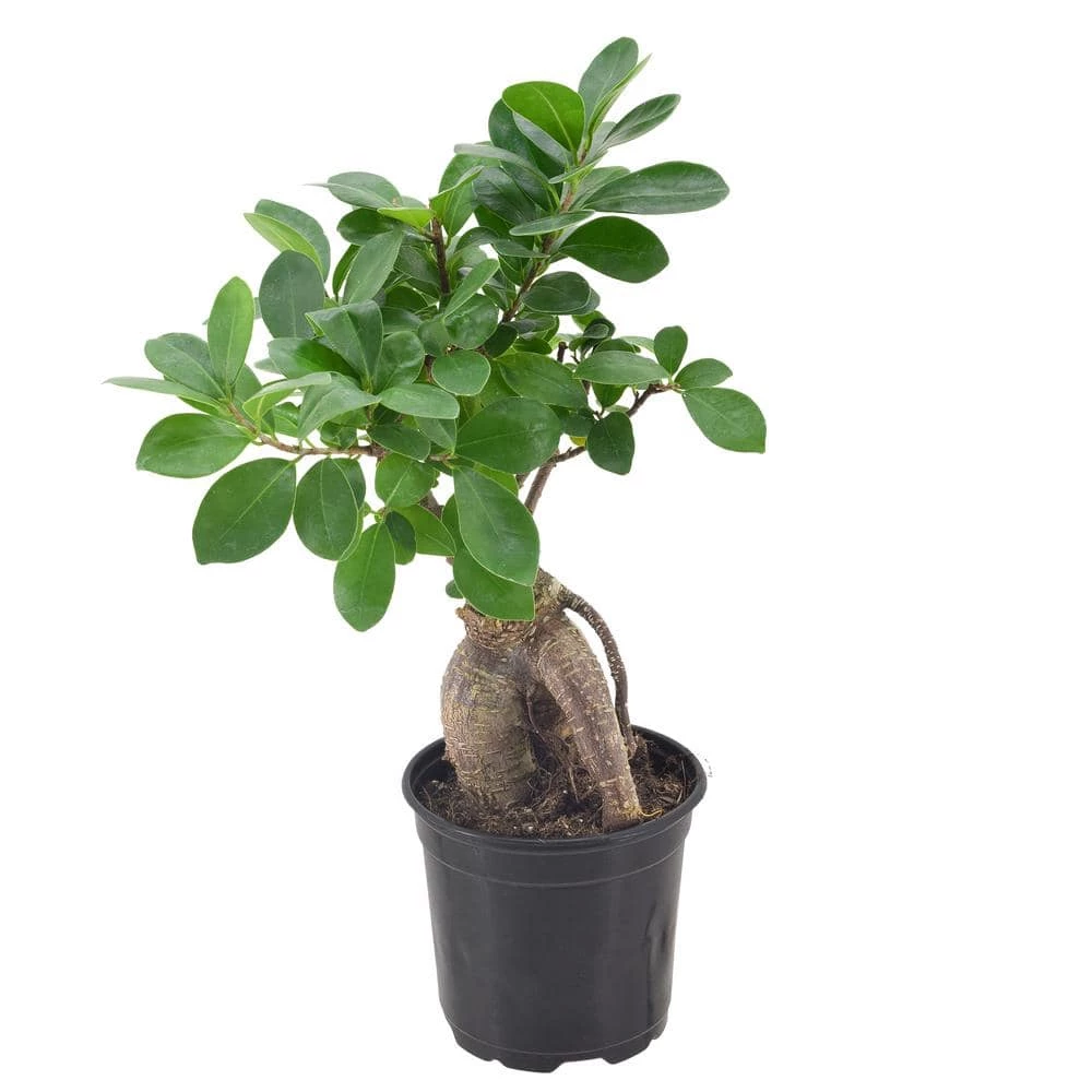 Arcadia Garden Products 4 in. Ginseng Ficus Bonsai Black Plastic Grower Pot 3 Arcadia Garden Products 4 in. Ginseng Ficus Bonsai Black Plastic Grower Pot