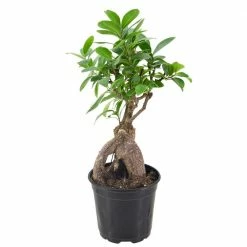 Arcadia Garden Products 4 in. Ginseng Ficus Bonsai Black Plastic Grower Pot 7 Arcadia Garden Products 4 in. Ginseng Ficus Bonsai Black Plastic Grower Pot -Achla Designs Shop arcadia garden products indoor plants lv61 c3 1000